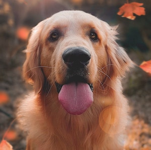 dog profile pic